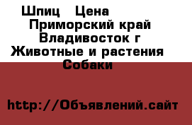 Шпиц › Цена ­ 14 000 - Приморский край, Владивосток г. Животные и растения » Собаки   